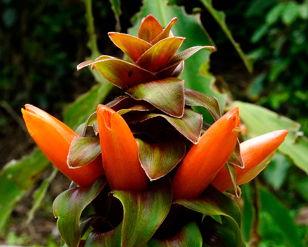 Costus inflorescense with four orange flowers