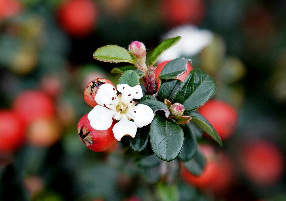 Cotoneaster horizontalis white flower surrounded by two pink flower buds and two red berries