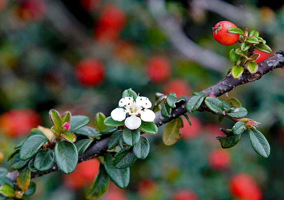 A Cotoneaster horizontalis branch with a white flower, a pink flower bud and a red berry