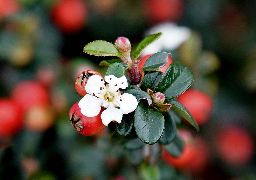 Cotoneaster integrifolius White Flower Cotoneaster integrifolius white flower surrounded by two pink flower buds and two red berries