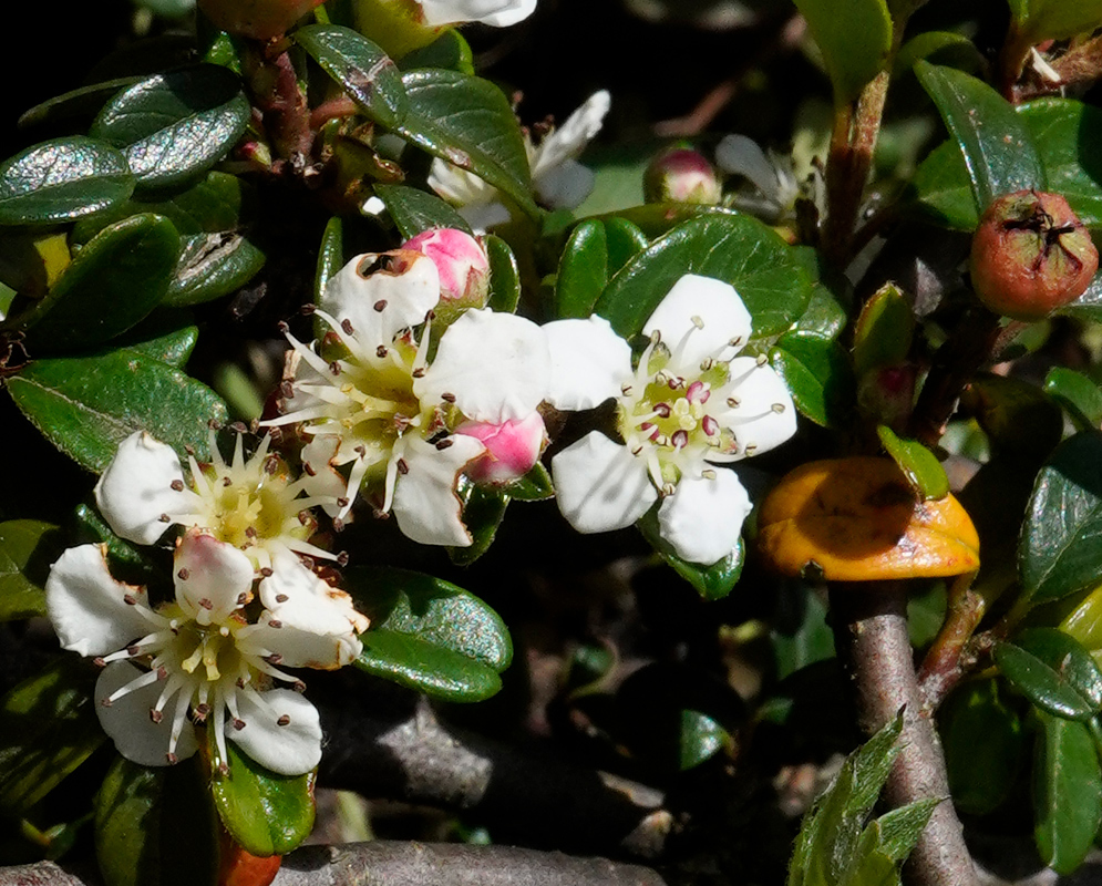 Small white flowers with pink centers and reddish anthers of Cotoneaster integrifolius blooming among glossy dark green leaves and woody stems