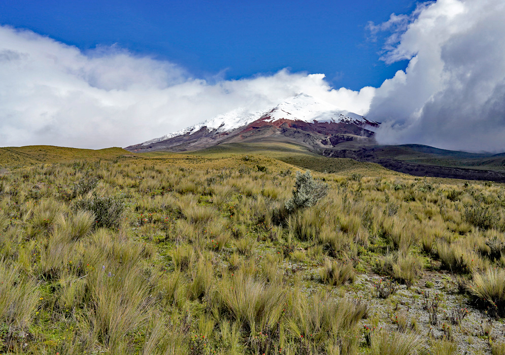 Cotopaxi National Park View Vast grassy plains and patches of low vegetation spread beneath Cotopaxi Volcano, partially hidden by low-lying clouds