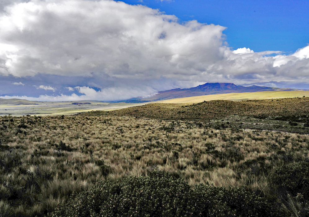 Cotopaxi National Park Landscape Broad, windswept grasslands stretch toward distant volcanic ridges under heavy skies in Cotopaxi National Park
