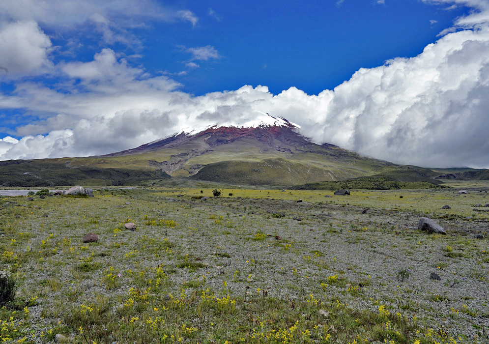 Cotopaxi Volcano and the Páramo The iconic white cone of Cotopaxi Volcano rises above vibrant páramo plants under a deep blue Andean sky