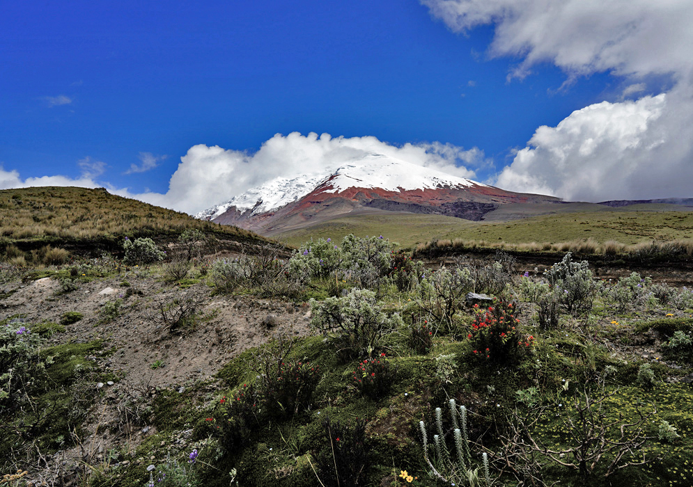 Cotopaxi Volcano Above the Páramo A snowcapped Cotopaxi Volcano towers above the páramo grasslands, with scattered shrubs in the foreground