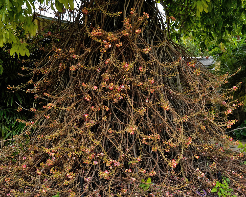 Cannonball Tree in Full Bloom – Couroupita guianensis The base of a Cannonball Tree densely covered with hundreds of woody stems and blooming reddish-pink flowers growing directly from the trunk