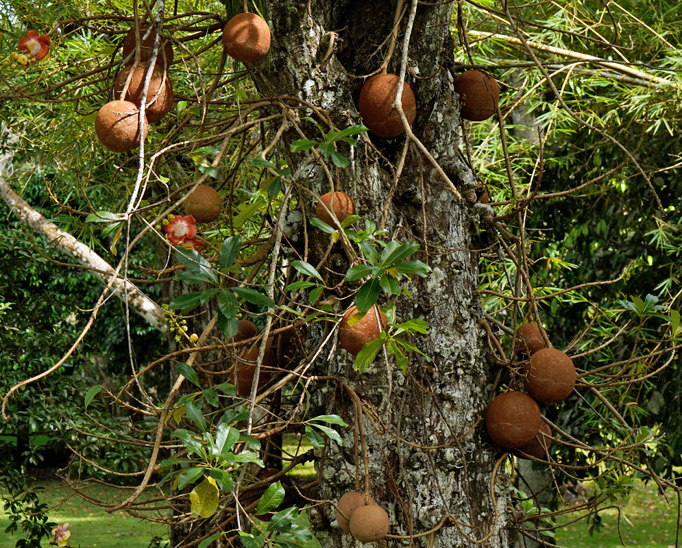 Cannonball Tree Fruit – Couroupita guianensis The thick trunk of a Cannonball Tree (Couroupita guianensis) with large brown spherical fruits growing directly from woody vines along the bark