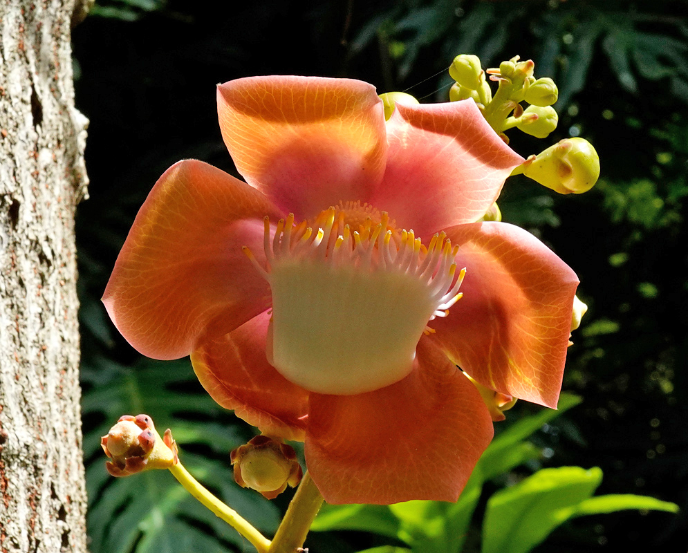 Orange Cannonball Tree Flower – Couroupita guianensis A bright orange Cannonball Tree flower with thick curved petals and a central white and yellow hooded stamen structure emerging from the tree trunk