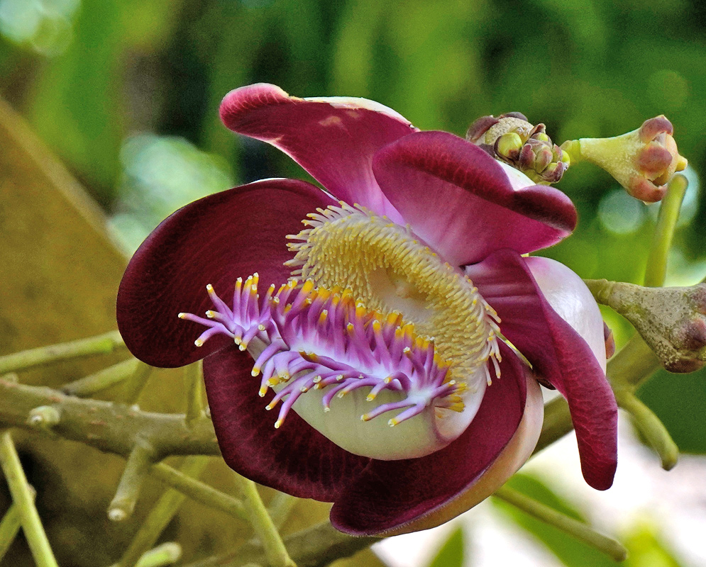 Purple Cannonball Tree Flower – Couroupita guianensis A close-up of a deep magenta Cannonball Tree flower with yellow-tipped purple stamens and a white central cup, displaying its unusual and ornate structure
