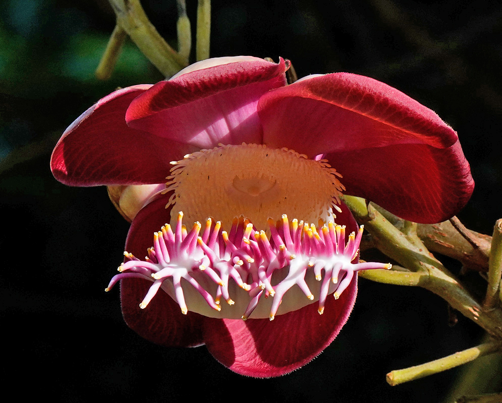 Red Cannonball Tree Flower – Couroupita guianensis A vibrant red Cannonball Tree flower with a white central structure and bright pink and yellow stamens arching forward in a distinctive hood shape