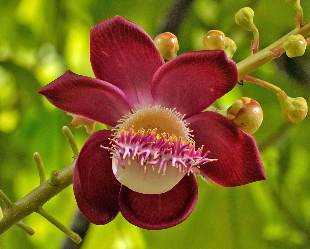 Red Bloom of Couroupita guianensis A red Cannonball Tree flower in bloom with curled petals and a pronounced white and pink floral hood, set against a green leafy background