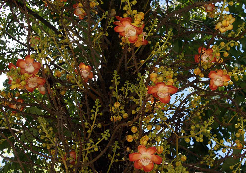 A Couroupita guianensis tree trunk with racemes of orange flowers and buds