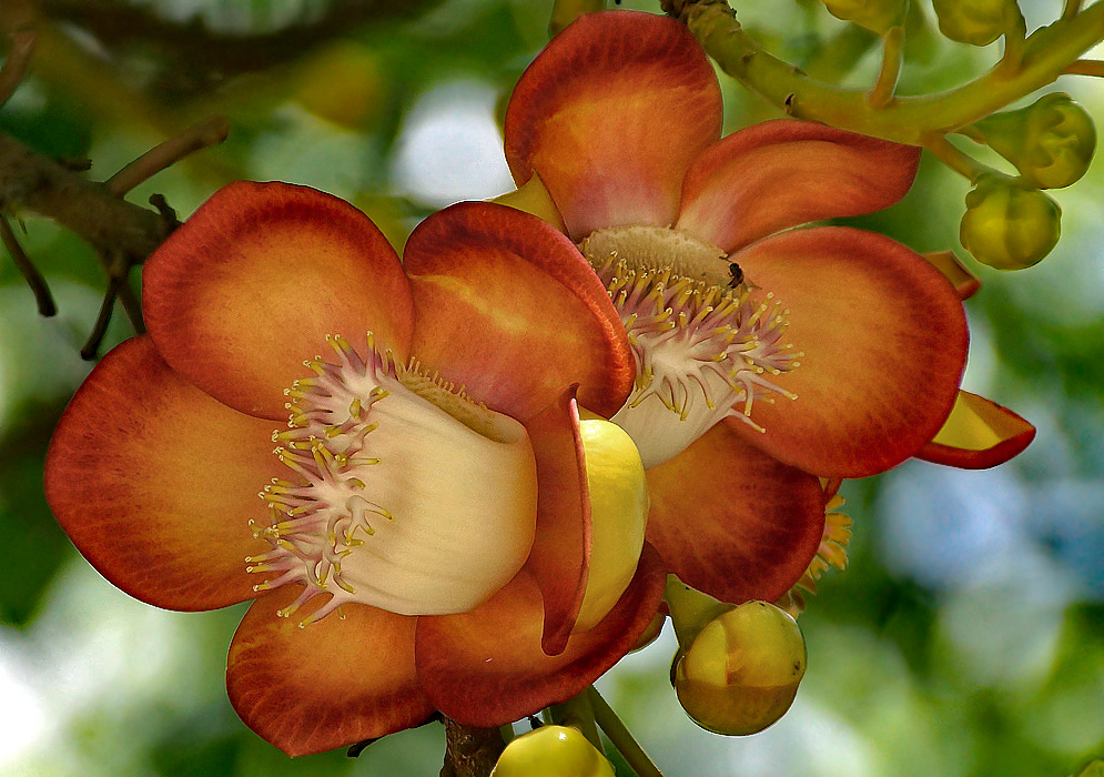 Two rust-orange Couroupita guianensis flower petals with a cream-colored androphore and yellow stamens