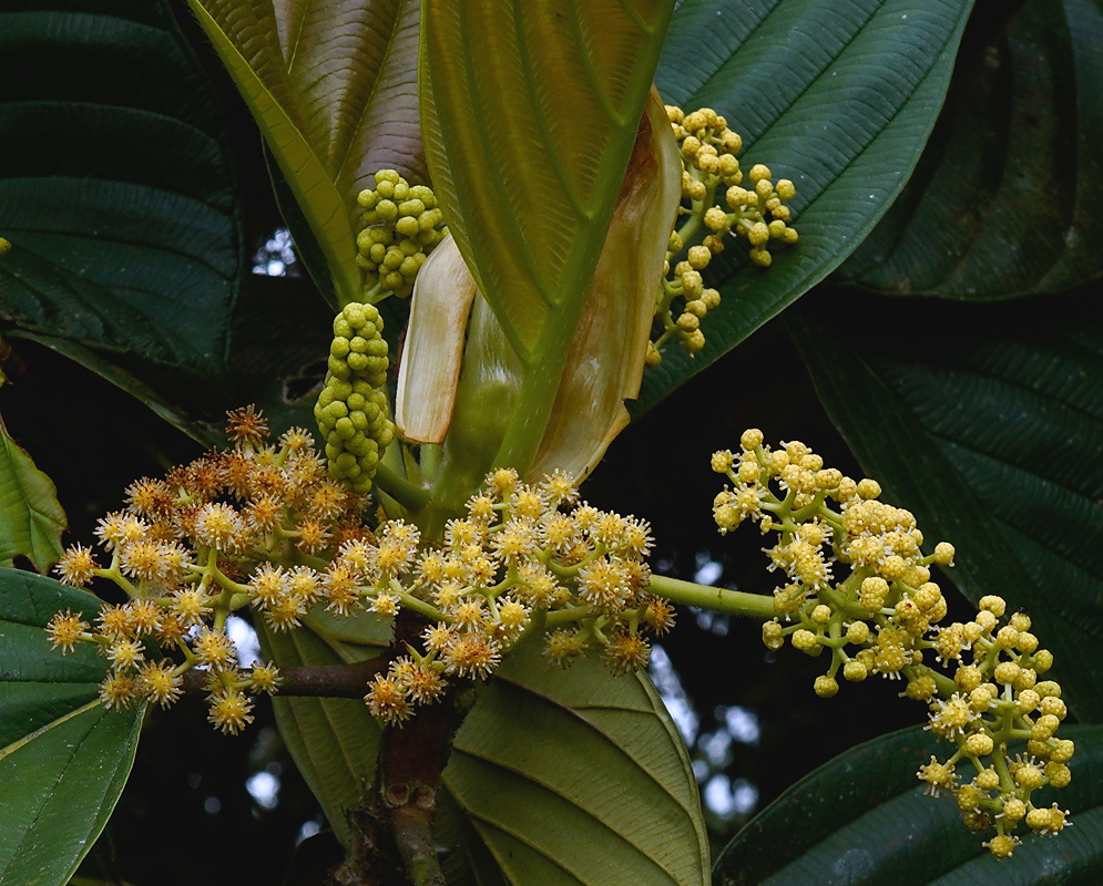 Coussapoa plant habit and foliage