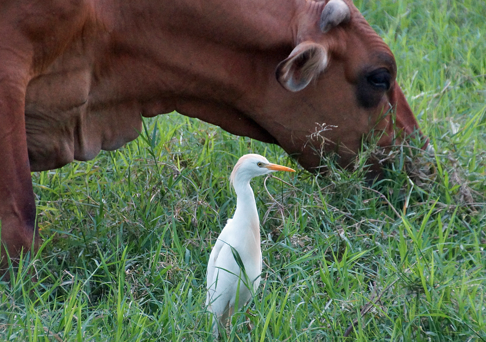 A Bubulcus ibis standing next to the head of a brown cow