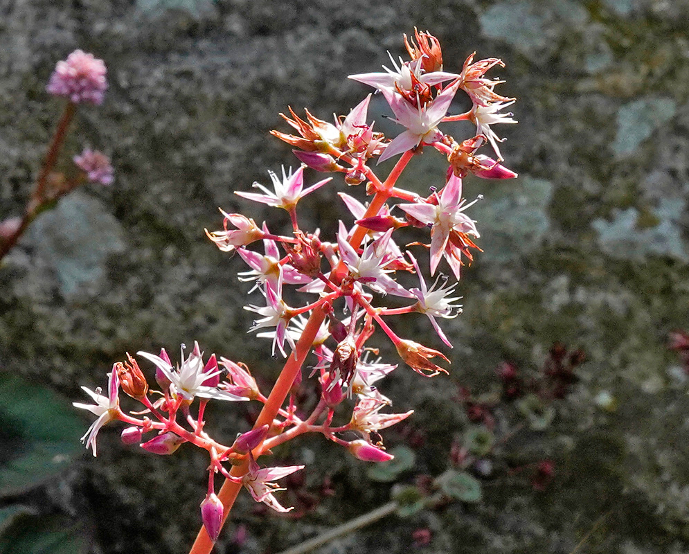 A tall reddish inflorescence of Crassula multicava showcasing numerous star-shaped white flowers with pink centers, set against a stone-textured background