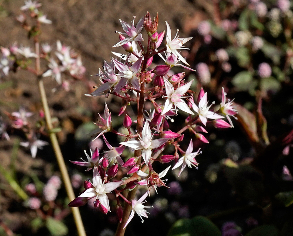 A close-up of delicate star-shaped white and pink flowers of the Crassula multicava plant, blooming in clusters on reddish stems against a blurred garden background