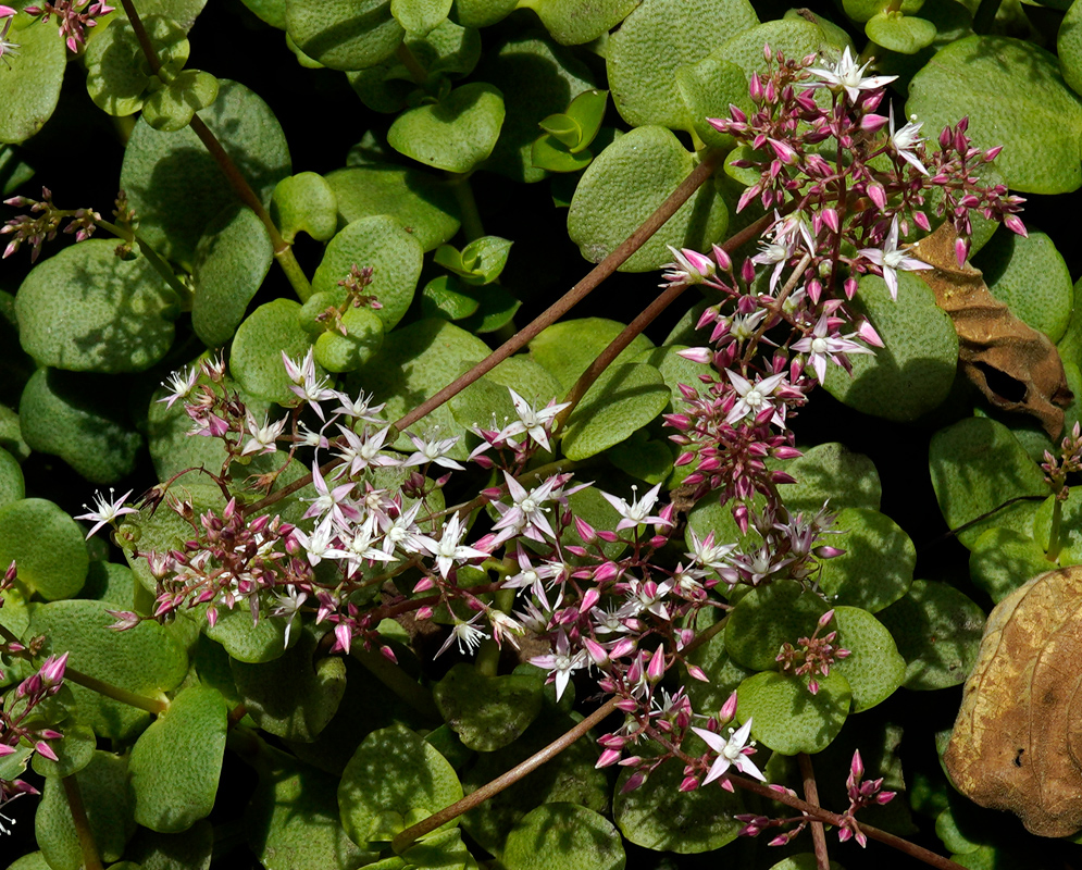 A dense patch of Crassula multicava with trailing reddish stems and clusters of tiny white star-shaped flowers growing above rounded green succulent leaves