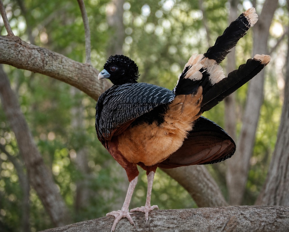 A Crax alberti displaying with its body feathers, crest, and tail held prominently