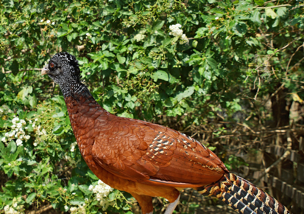 A reddish brown Crax rubra with a black and white head