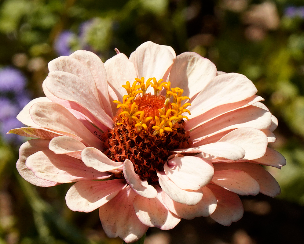 Light pink Zinnia elegans flower with yellow center