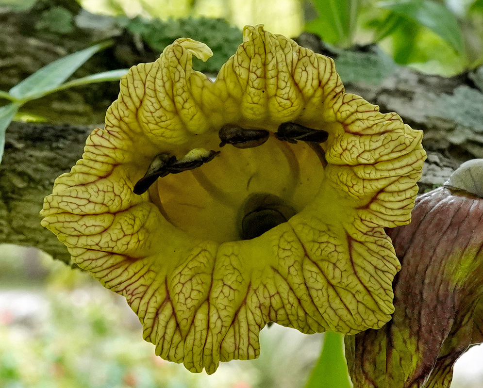 Crescentia alata Yellow Flower Large yellow Crescentia alata flower with wrinkled petals and dark veins growing directly from a woody branch