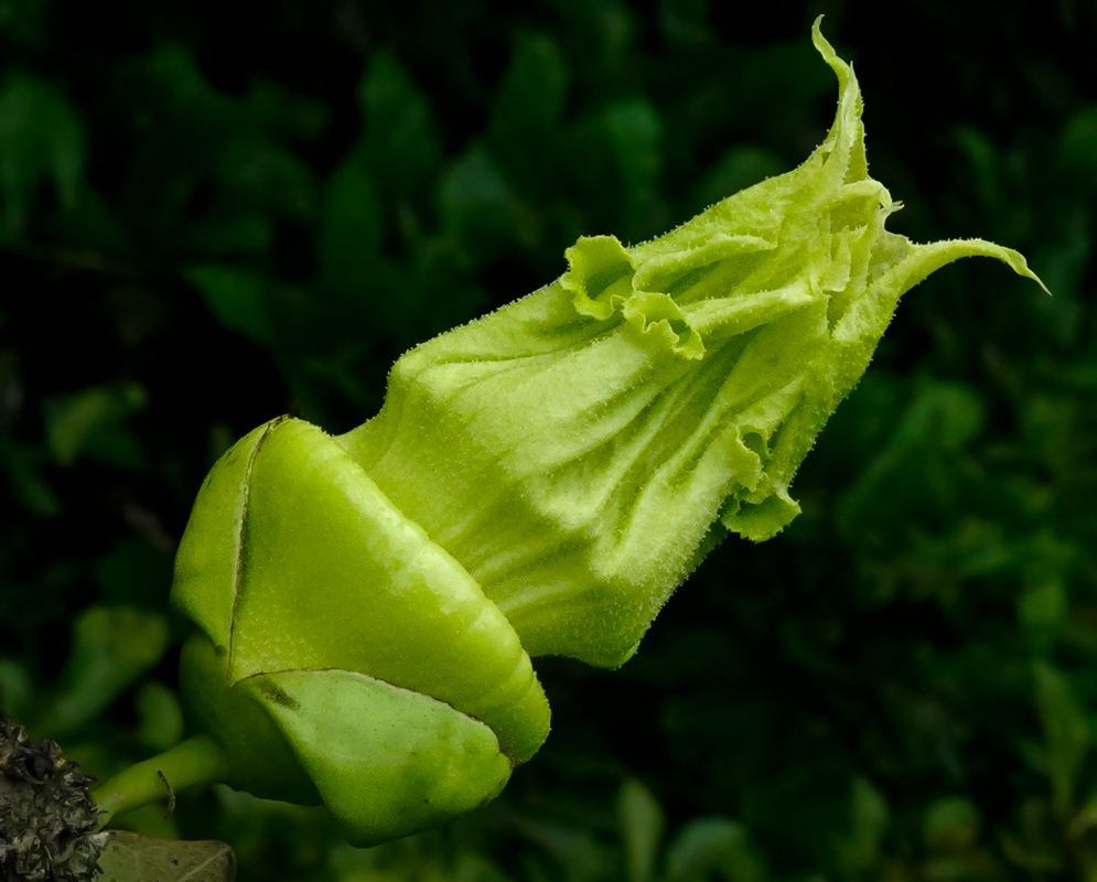 An opening green Cresentia cujete flower
