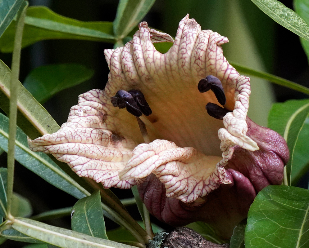 A close-up of the wrinkled, bell-shaped pinkish flower of Crescentia cujete with deep purple stamens, surrounded by elongated green leaves