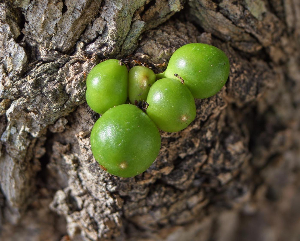 Crescentia cujete Small Green Trunk Borne Gourds Crescentia cujete has several small round green gourds growing directly from its trunk