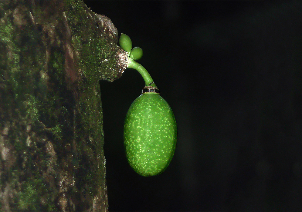 Small green Crescentia cujete fruits in the shade