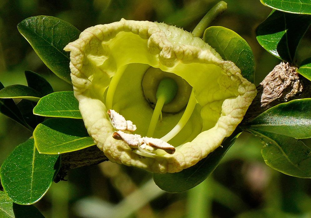 Crescentia mirabilis Yellow Flower Crescentia mirabilis flower with pale yellow tubular corolla and wrinkled edges emerging directly from a branch surrounded by glossy green leaves