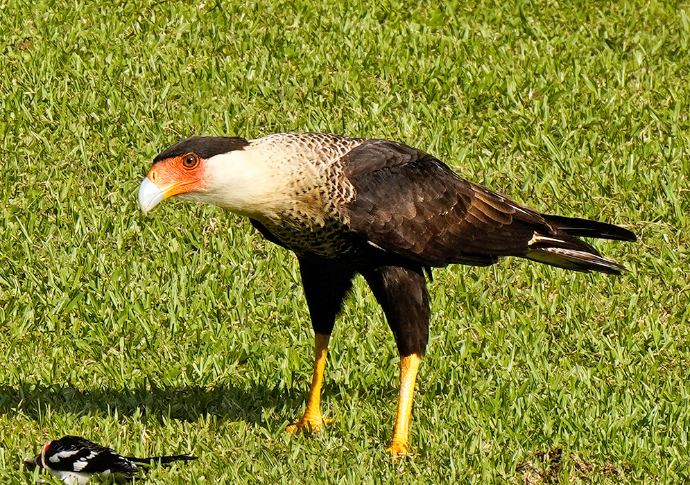 Caracara plancus standing on grass on top of a dead bird