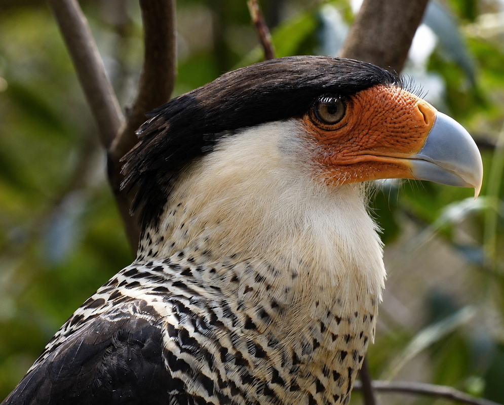 Caracara plancus Crested Caracara A Caracara plancus shown as the crested caracara in a clear view with its characteristic plumage visible