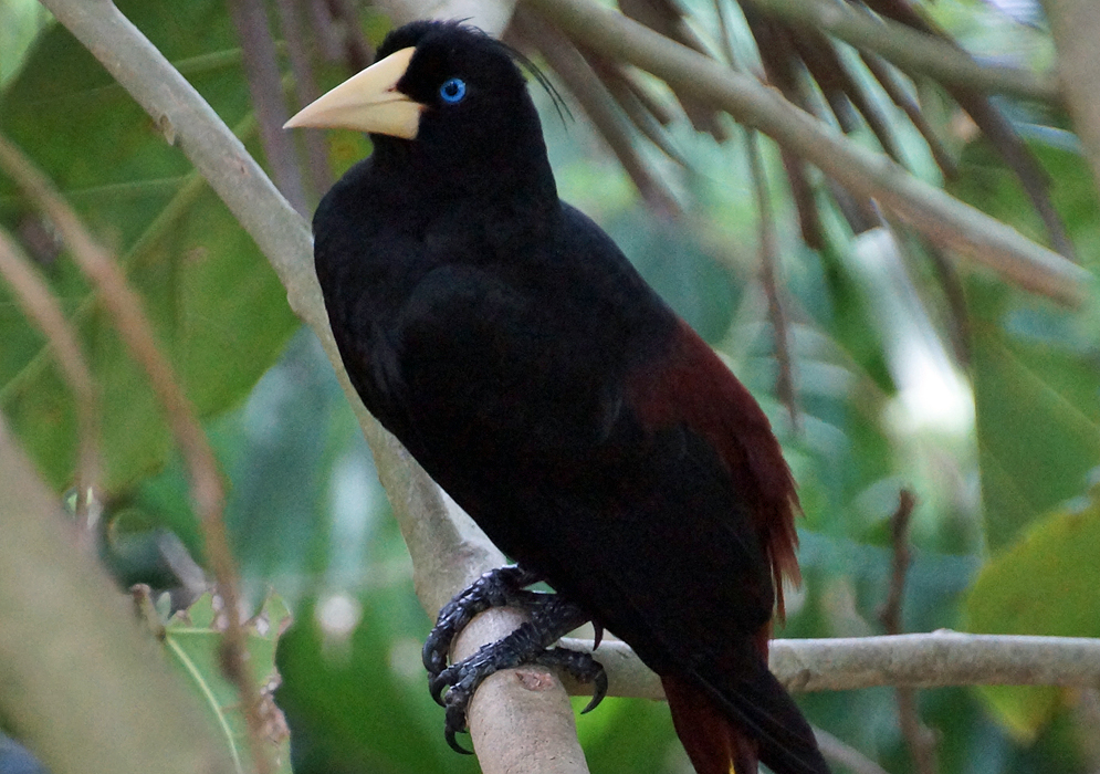 Ivory color beak, blue eyes and black feathers