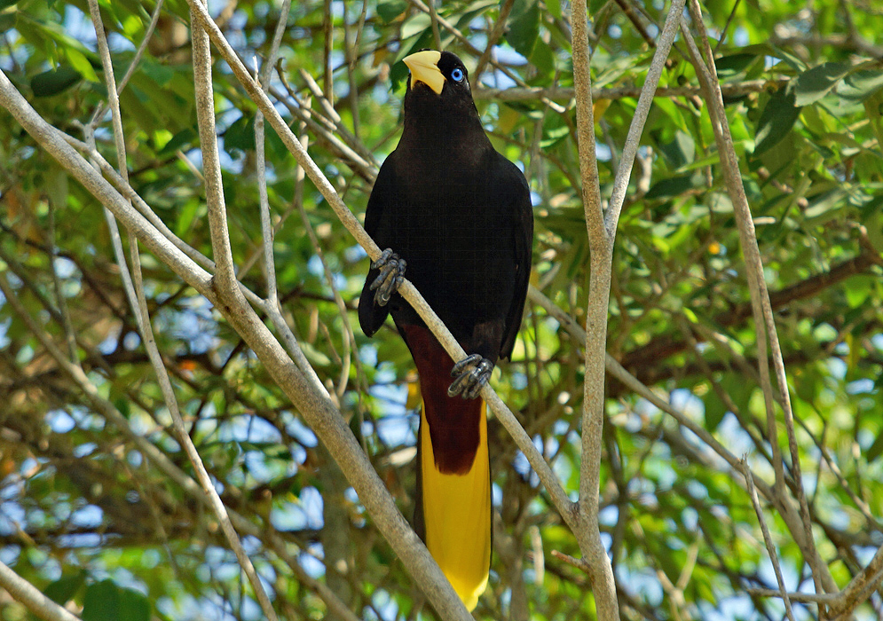 Bright blue-eyed crested oropendola perched on a branch seen from below