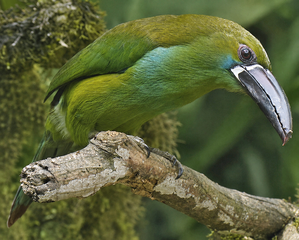 Aulacorhynchus haematopygus Feeding Alternate An Aulacorhynchus haematopygus feeding with its bill, head, and plumage visible from a second distinct angle