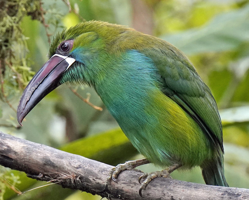 Aulacorhynchus haematopygus Full Body An Aulacorhynchus haematopygus shown in a full-body view with its plumage and body shape visible