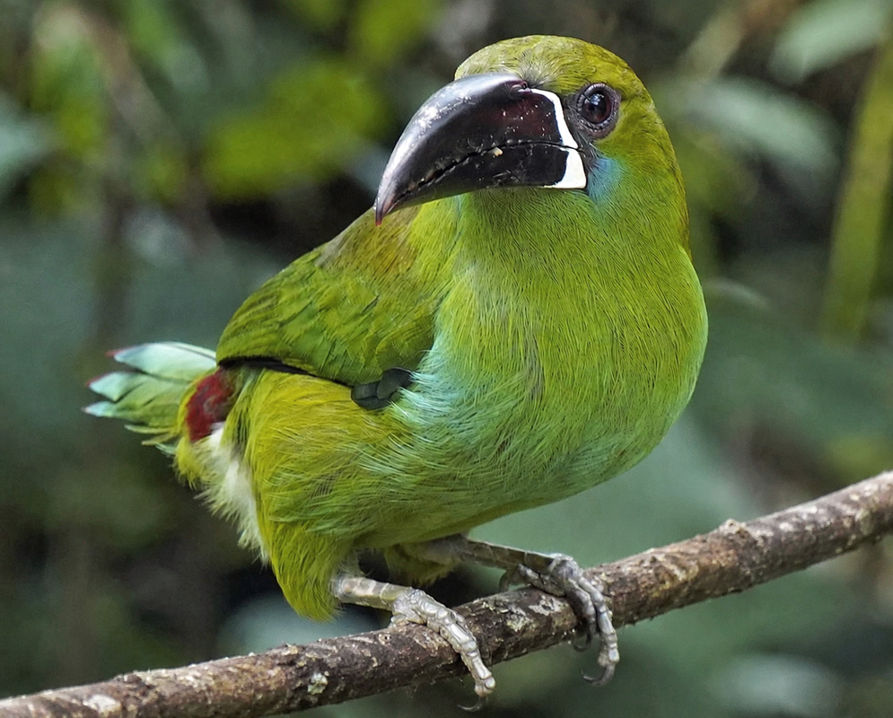 Aulacorhynchus haematopygus Green Side View An Aulacorhynchus haematopygus perched in profile with green plumage visible