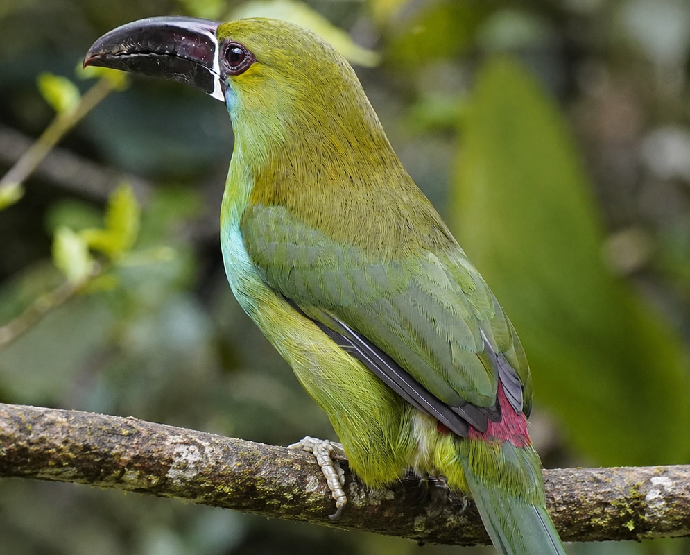 Aulacorhynchus haematopygus Perched Alternate An Aulacorhynchus haematopygus perched with its plumage and characteristic features visible from a second distinct angle