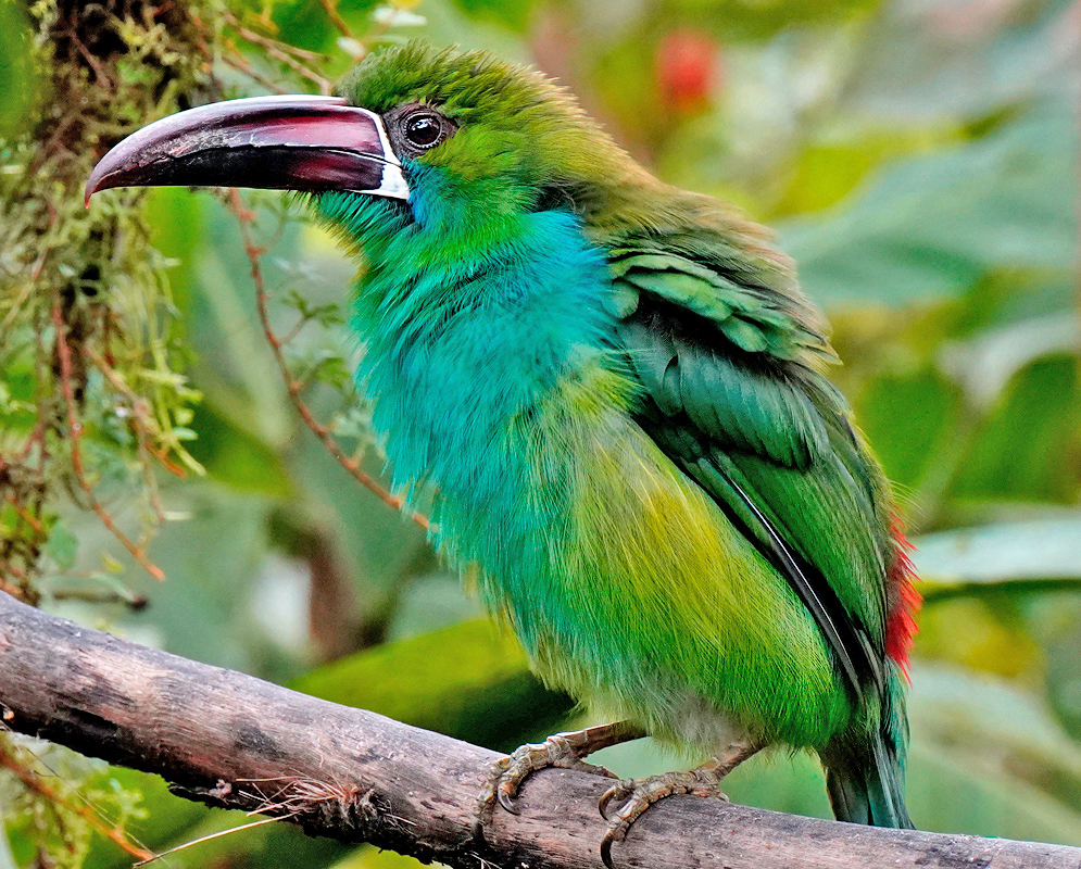 Crimson-rumped Toucanet Crimson-rumped Toucanet perched in the forest with bright green feathers, turquoise chest, and red tail patch