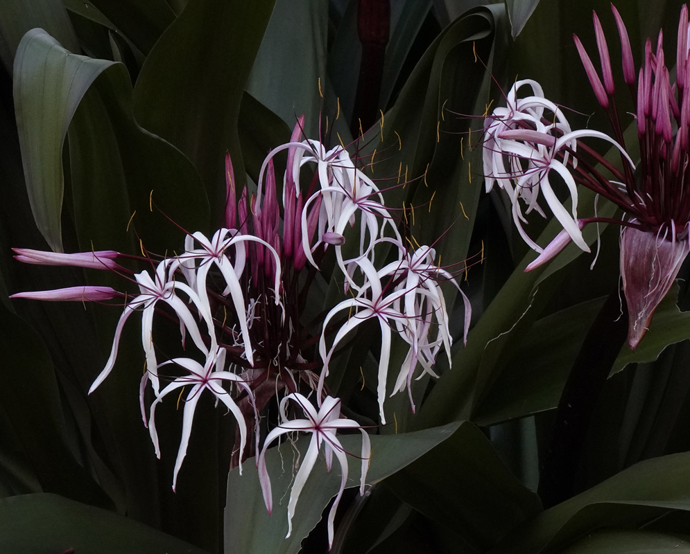 White Crinum amabile flower with wine color stripes and long yellow anthers