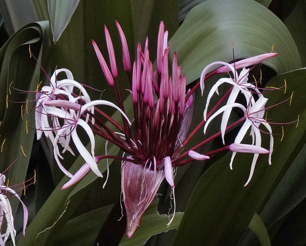 White Crinum amabile flowers with wine color flower buds and long yellow anthers