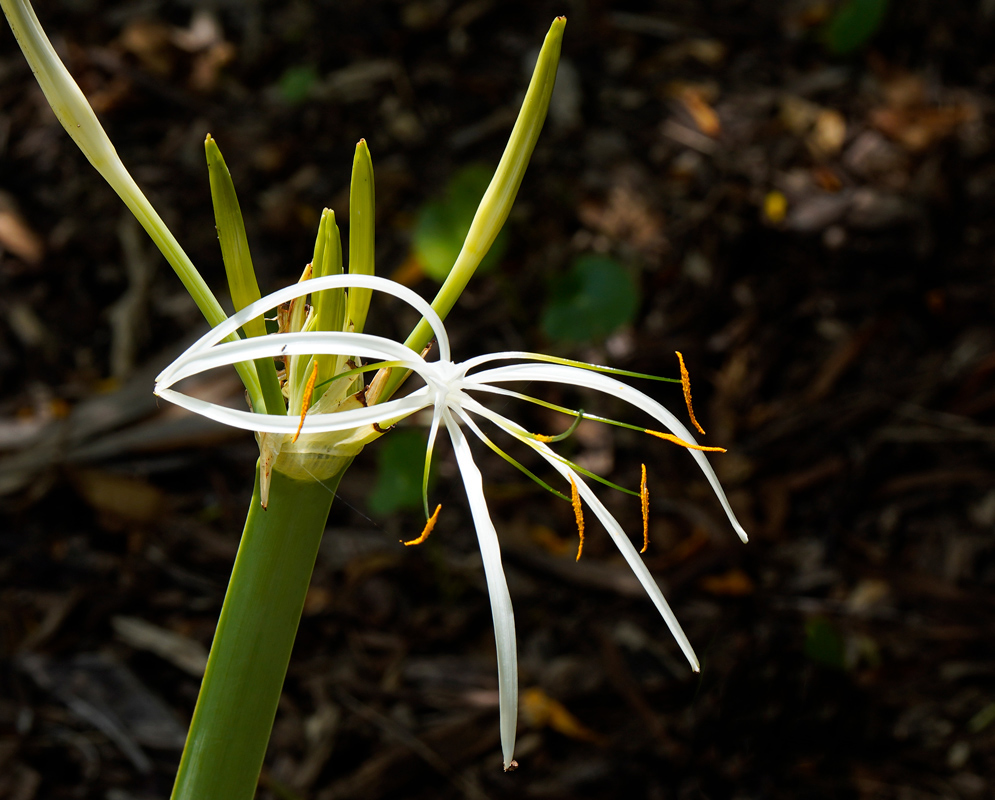 Crinum americanum White Spider Lily Bloom A single Crinum americanum flower with long, narrow white petals and prominent orange-tipped stamens, emerging from a tall green stalk against a dark natural background