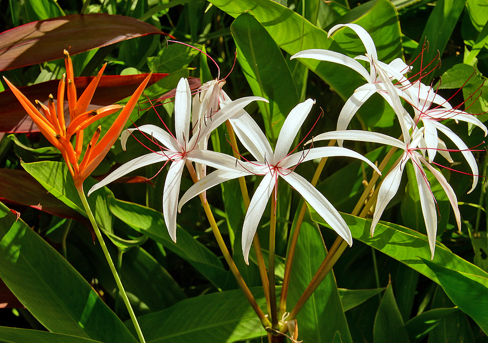 White Crinum americanum flowers with long red filaments