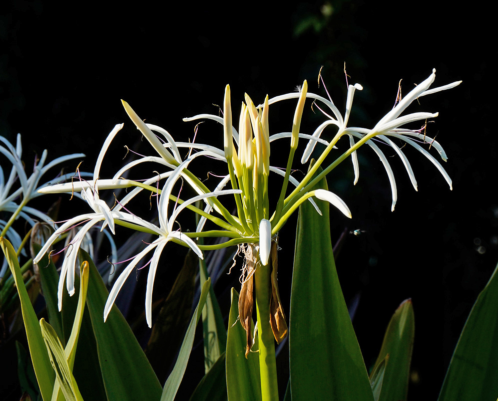 Crinum asiaticum asiaticum White Flowers Crinum asiaticum var. asiaticum cluster of white spidery flowers with long curved petals and extended stamens above green leaves