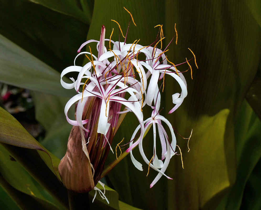 Crinum asiaticum White Flowers Crinum asiaticum cluster of long white strap-like flowers with purple tinges and extended yellow stamens emerging from large green foliage