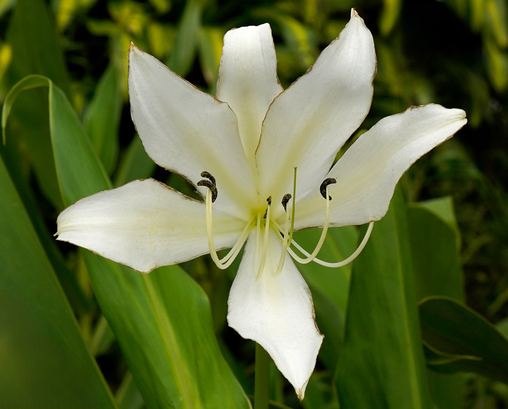 Crinum jagus White Flower Crinum jagus large white star-shaped flower with six broad petals and long stamens extending outward