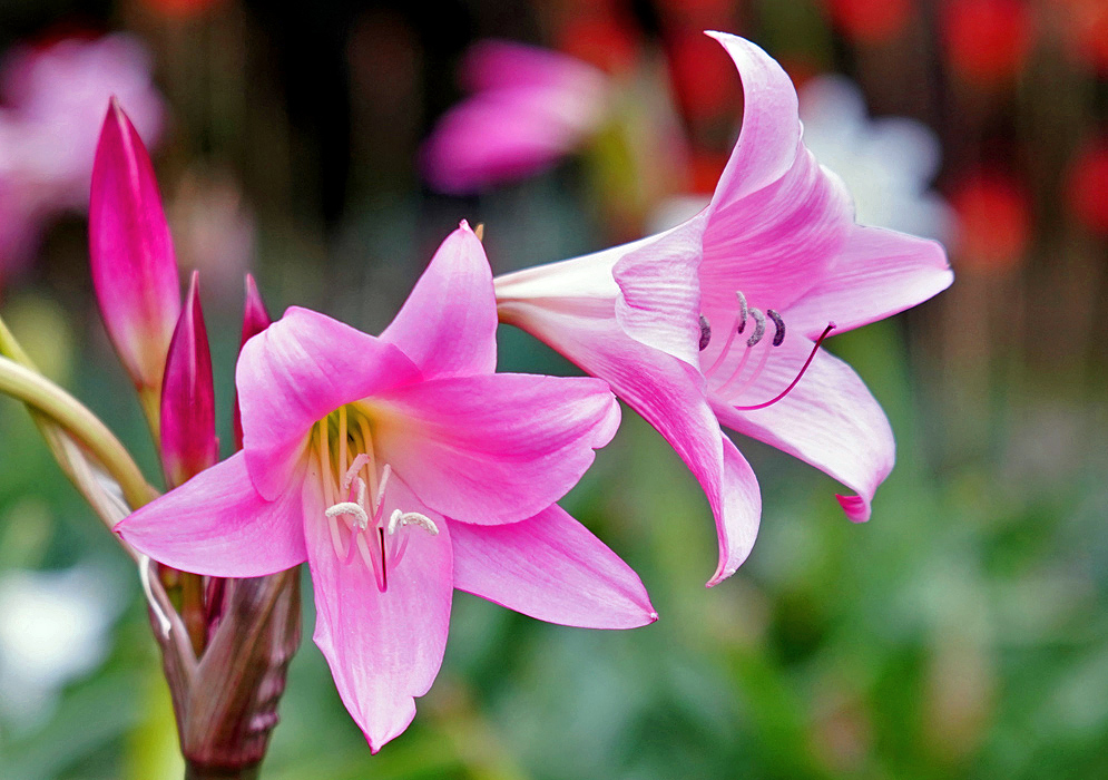 Two pink Crinum powellii flowers with green-yellow throats