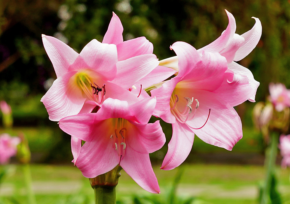 A cluster of three Crinum powellii pink flowers