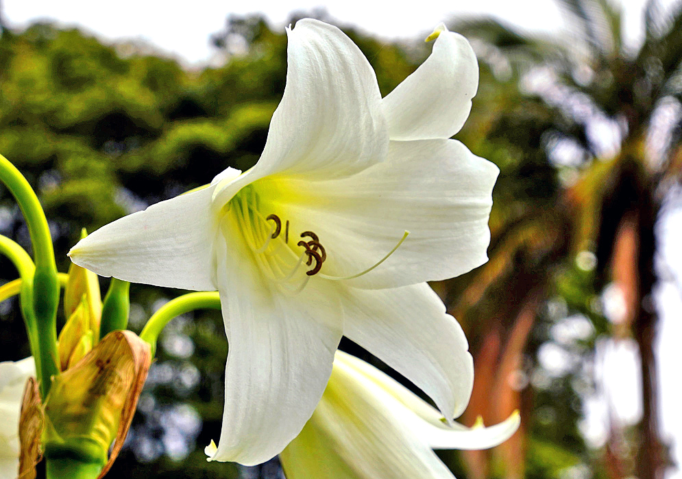A white Crinum powellii flower with a green-yellow throat and brown anthers